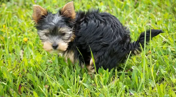 Szczeniak Yorkshire Terrier na trawie.