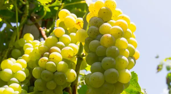 Grappoli di uva bianca, vitigno Etna, maturi e succosi sotto il sole, pronti per un vino fresco e aromatico.