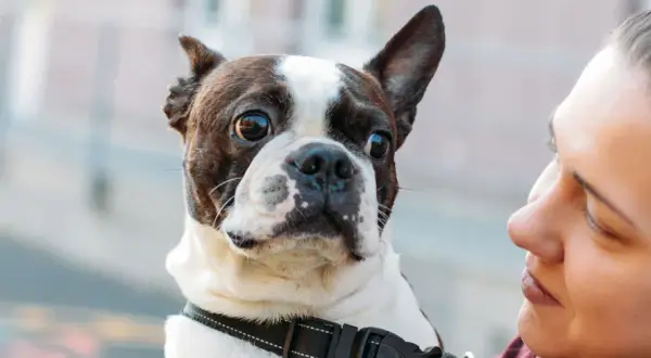 A Boston Terrier, a special needs dog, looks up at its owner with big, expressive eyes.