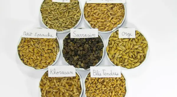 Sept coupelles présentent différentes variétés de céréales : seigle, grand épeautre, petit épeautre, sarrasin, orge, blés tendres et Khorasan.