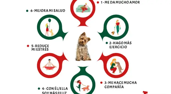 Los beneficios de tener un perro: amor, ejercicio, compañía, felicidad, menos estrés y mejor salud. Un Yorkshire terrier en el centro.