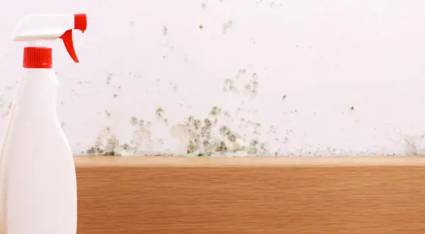 Sprühflasche neben schimmeliger Wand. Hilfe bei Stockflecken entfernen, auch in der Waschmaschine.