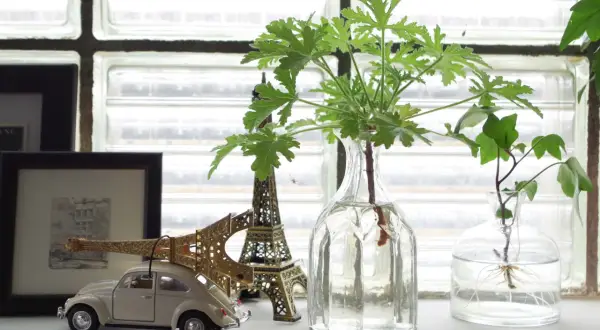 Gröna sticklingar i glasvaser, med en miniatyrbil och Eiffeltorn som sällskap. Snart redo att planteras!