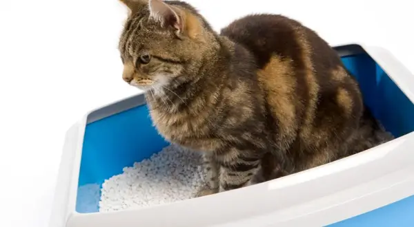 En randig katt sitter i en blå kattlåda med vit klumpbildande kattsand. En diskret lösning för att bygga in kattlåda.