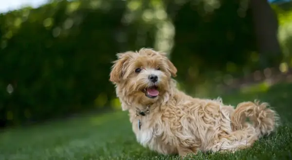 Uroczy, dorosły pudel toy maltipoo z beżowym, kręconym futerkiem siedzi na trawie, z językiem na wierzchu, gotowy do zabawy.