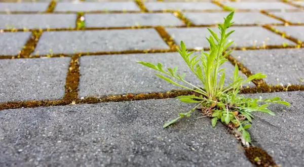 Chwast wyrasta między kostkami brukowymi. Dowiedz się, jak usunąć trawę z kostki brukowej domowym sposobem, by odzyskać czystość.
