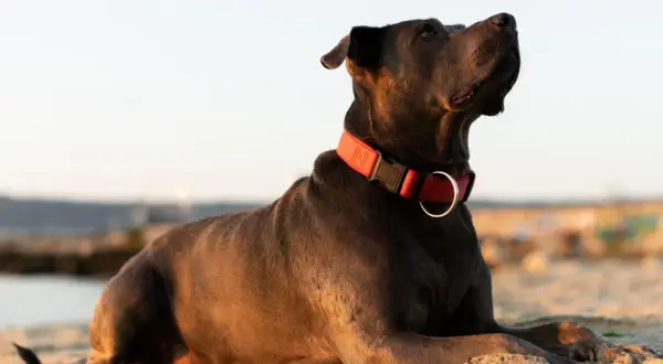 Jaką obrożę dla cane corso wybrać, aby zapewnić bezpieczeństwo?