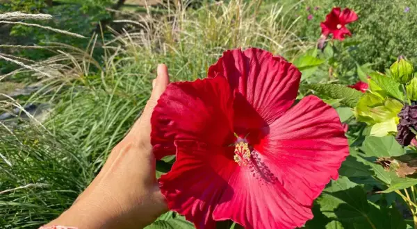 Dłoń podtrzymuje wielki, czerwony hibiskus bagienny. Wspaniała uprawa!