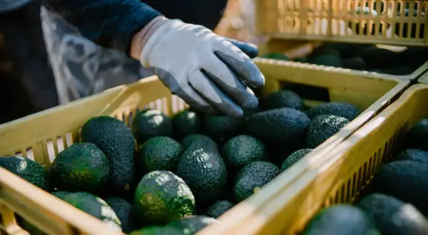 W jakim kraju rośnie awokado? Odkryj największe producenty tego owocu