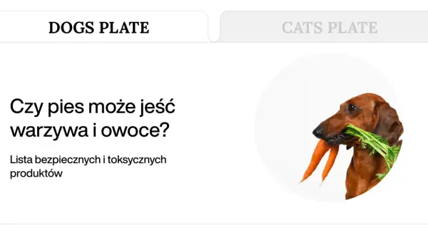 Jamnik z marchewką w pysku. Dowiedz się, jakie warzywa może jeść pies, by był zdrowy i szczęśliwy.