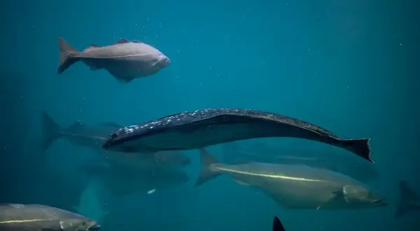 Pod wodą pływa ławica ryb, w tym jeden piękny halibut bałtycki z białymi kropkami na grzbiecie.
