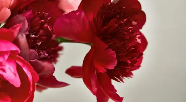 Närbild på röda och rosa pioner. Pionens blommor betydelse kan symbolisera kärlek och lycka.