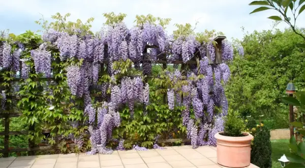 Obficie kwitnąca wisteria w donicy tworzy fioletowy wodospad na drewnianej pergoli.
