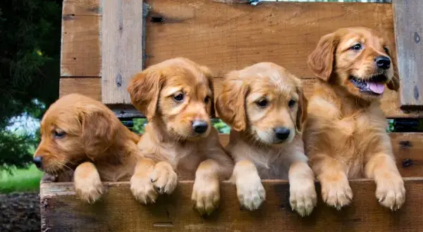 Ile karmy dla szczeniaka golden retriever - uniknij błędów w dawkowaniu