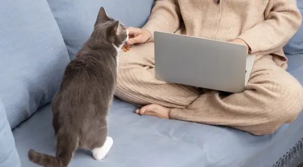 Szary kotek dostaje smakołyki od osoby pracującej przy laptopie. Czy to skutki uboczne dia dog'n cat?