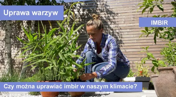 Jak uprawiać imbir: proste sposoby na zdrowe i obfite plony