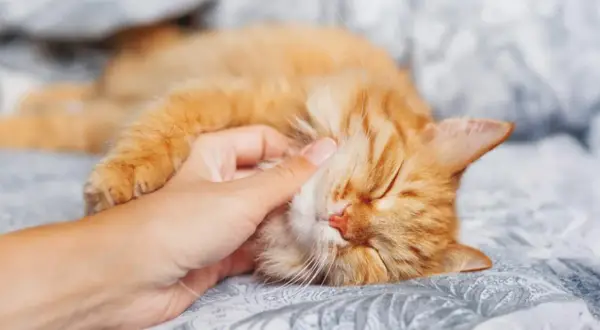 Un gato naranja duerme plácidamente mientras una mano le acaricia la cabeza. Se oye cómo mi gato ronca suavemente.