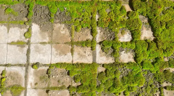 Muschio verde brillante cresce tra le fughe di un pavimento in sassi. Un esempio di come pulire i sassi dal muschio per un aspetto più curato.