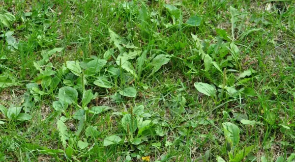 Gęsto rosnące chwasty na trawniku, takie jak babka lancetowata i mniszek lekarski, dominują nad zieloną trawą, tworząc naturalny, choć nieuporządkowany obraz.