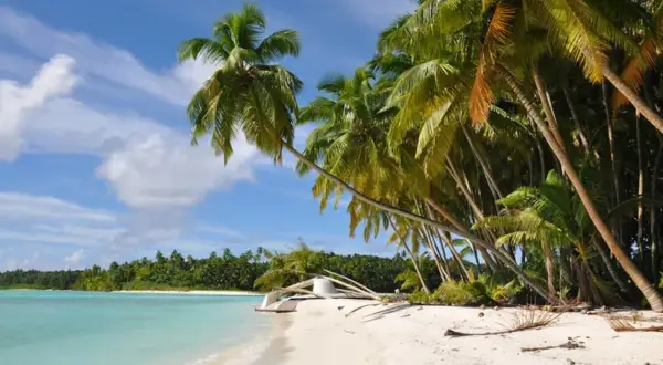 Plage paradisiaque aux Iles Salomon, cocotiers penchés sur le sable blanc et l'eau turquoise. Un rêve éveillé.
