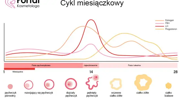 Badanie FSH: Na czczo? Nie! Dzień cyklu jest kluczowy