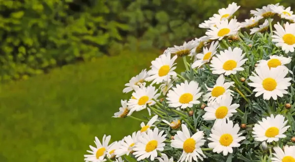 Winterharte Margeriten blühen üppig vor einem grünen Hintergrund.