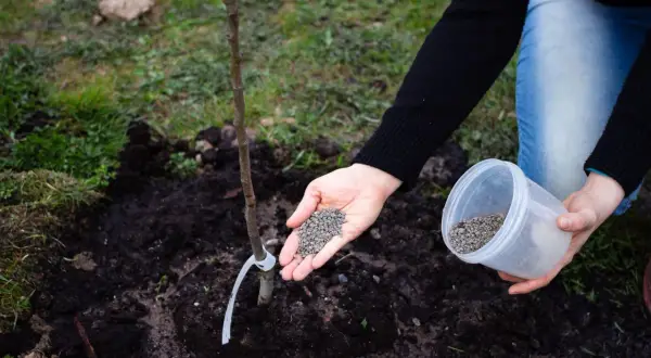 Ręka rozsypuje nawóz pod młode drzewko. Obornik gołębi to świetny dodatek do warzyw i owoców.