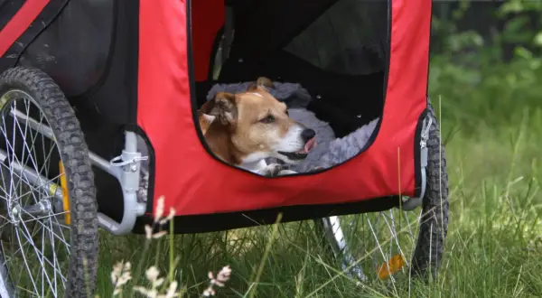 Un chien marron et blanc se repose dans une remorque à chien rouge et noire, la langue sortie.