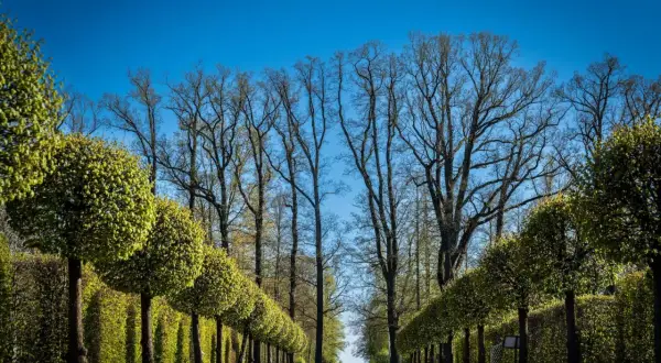 Aleja drzew z przyciętymi kulistymi drzewkami po bokach. W tle wysokie, nagie drzewa tworzą gęsty las. Wzdłuż ogrodzenia widać, jakie drzewa tworzą naturalną barierę.