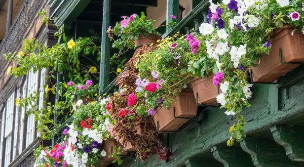 Kolorowe kwiaty w skrzynkach na zielonym balkonie. Idealne jakie kwiaty na balkon w kwietniu, by cieszyć się wiosną.