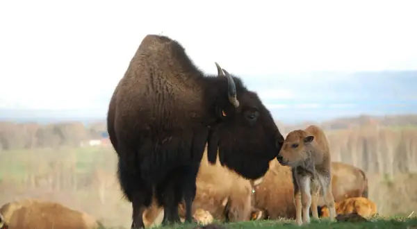 En buffelfamilj på bisonfarmen i Gåte, Sverige. En vuxen bison buffar sin kalv.