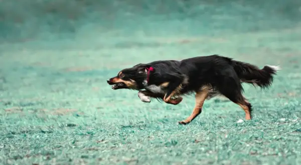 Czarny pies z rudymi znaczeniami w szaleńczym biegu, doświadczający **zoomies u psa**. Wesołe szaleństwo na zielonej trawie.