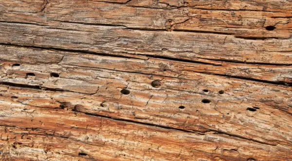 Texture d'un vieux bois vermoulu, marqué par le temps et les insectes. Les fibres du bois sont apparentes, révélant des trous et des fissures.