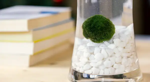 Une algue boule verte, comme une petite planète, flotte dans un vase rempli de cailloux blancs.