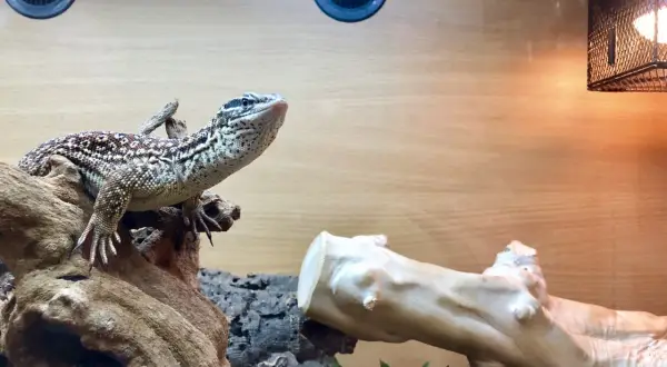 Jaszczurka w terrarium na gałęzi, obok żarówki grzewczej.