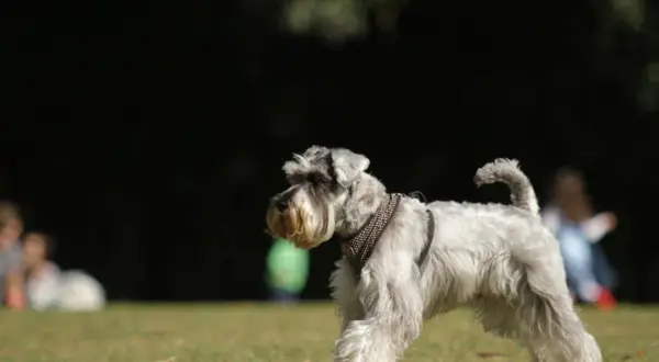 Un schnauzer miniatura, con su característico temperamento juguetón, pasea por el césped.