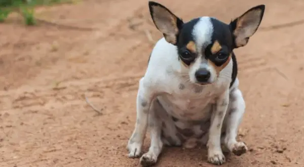 A small chihuahua sits on dirt, looking concerned. This posture might make you wonder why do dogs drag their butts, often a sign of anal gland issues.