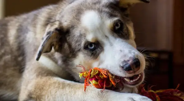 Ein Boxer Australian Shepherd Mix mit blauen Augen spielt mit einem bunten Seilspielzeug.