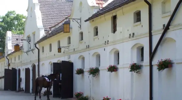 Najlepsze stadniny koni w Chorzowie - sprawdź oferty i opinie