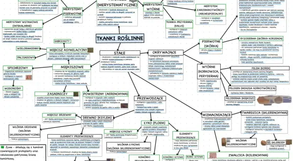 Schemat tkanki roślinne: rodzaje, funkcje, przykłady.