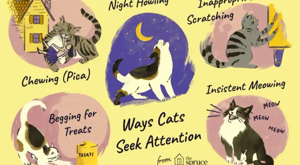 Illustration shows cats exhibiting behaviors like night howling, inappropriate scratching, chewing, begging for treats, and insistent meowing, all ways cats seek attention.