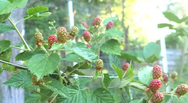 Grüne und rote Brombeeren reifen an einem Strauch. Ein guter Zeitpunkt, um Brombeeren zu vermehren.