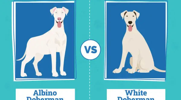 Dwa dobermany: po lewej doberman albinos z niebieskimi oczami, po prawej biały doberman z brązowymi znaczeniami.