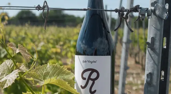 En flaska vin från vingården Hablingbo står bland vinrankor.