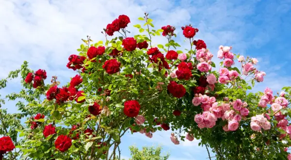 En båge av röda och rosa rosor, tåliga rosor zon 5, mot en blå himmel med moln.