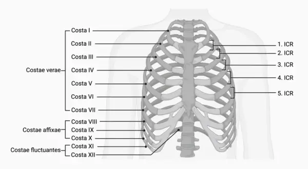 Schematische Darstellung der Anatomie des Brustkorbs mit Beschriftungen für Rippen (Costae) und Zwischenrippenräume (ICR).