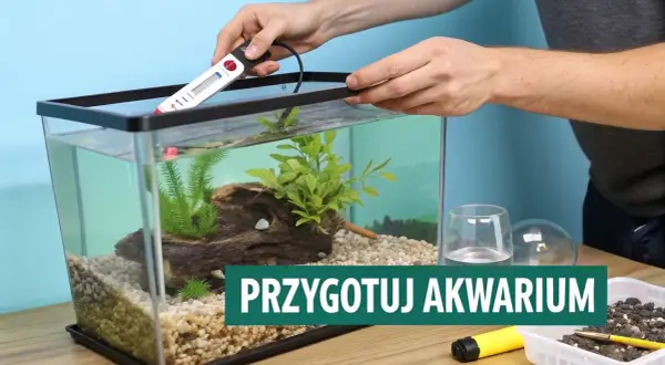 Przygotowanie akwarium: wybór odpowiedniego podłoża, umieszczenie grzałki i dekoracji.