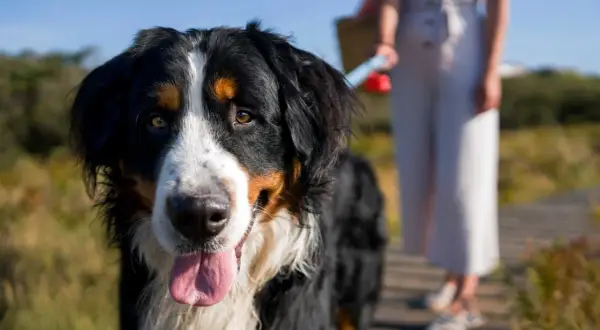 Un perro de montaña Bernés, uno de los nombres de razas de perros grandes, sonríe con la lengua fuera mientras una persona se mantiene a distancia.