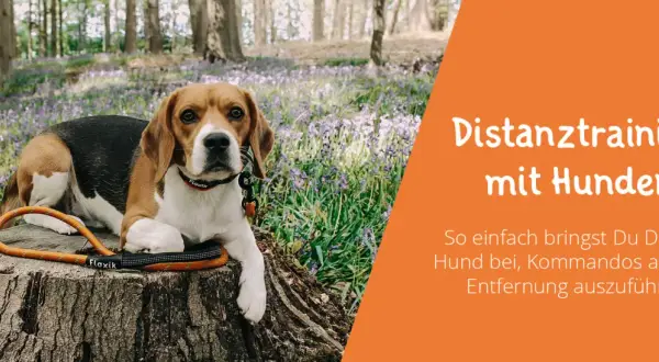 Beagle liegt im Wald auf einem Baumstumpf. Das Bild thematisiert hundeerziehung ohne stress und Distanztraining.
