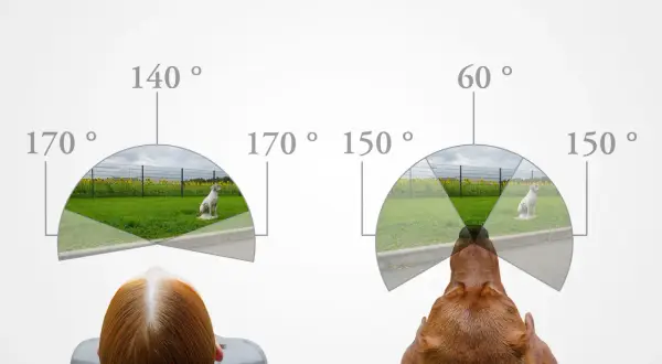 Vergleich, wie sehen Hunde: Ein Mensch (links) und ein Hund (rechts) blicken auf eine Szene mit einem Hund. Die Sichtfelder sind als Bögen mit Gradzahlen dargestellt.